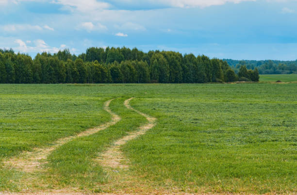 istock Landscape with a rural road through a field on a summer evening. 1495024877