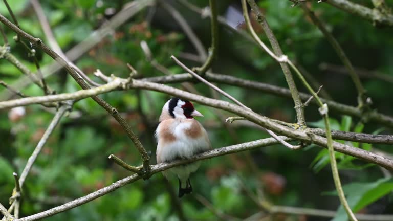 Curious Goldfinch