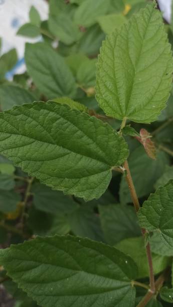 istock green wild plants that thrive in the back garden 1495025249
