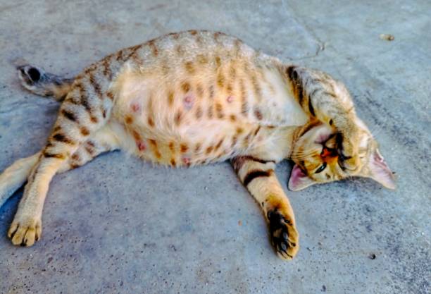 istock Cat sleep with paw on her face 1495028132