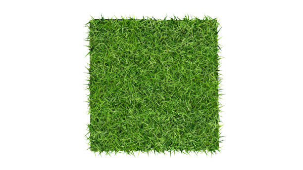 istock green lawn squares on white background.,3d rendering 1495028218