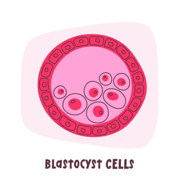 Blastocyst Human Cells Blastocyst Human Cells Vector Illustration human blastocyst stock illustrations