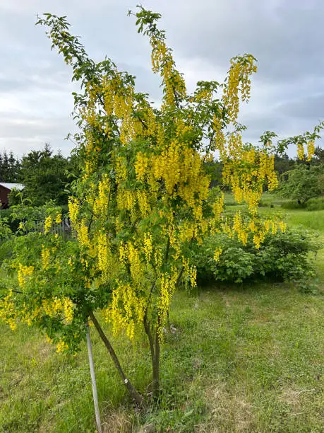 tree with yellow umbels of flowers