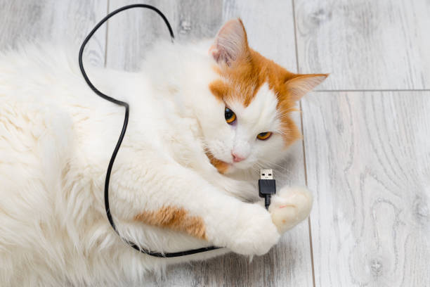 istock domestic cat playing with phone charger at home. 1495030959
