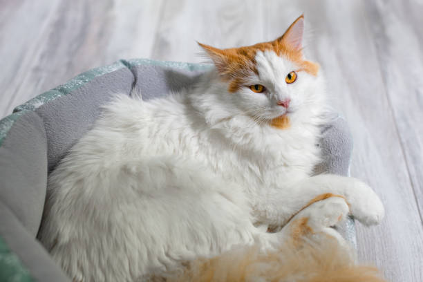 istock domestic white cat lies in a couch 1495031714