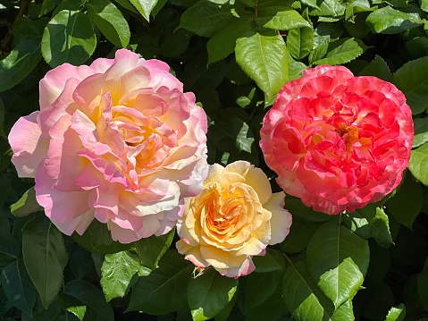 Beautiful roses flowers pink yellow red blossom in rose garden.