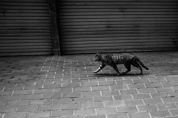 istock Image of a tabby cat passing in front of a closed shutter 1495037189