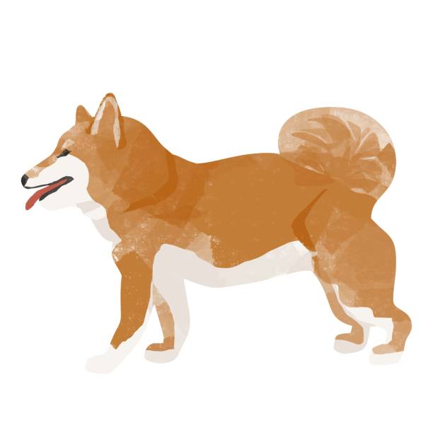 istock Walking cute Shiba Inu icon material, dog walking. 1495037691