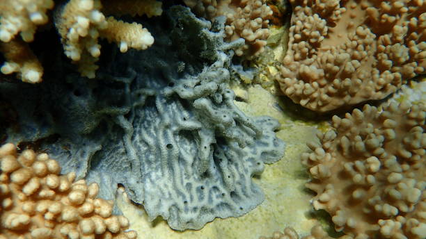 istock Silvery blue sponge (Lamellodysidea herbacea) undersea, Red Sea 1495037845