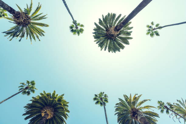 istock A perfect summer day and tall palms 1495040933