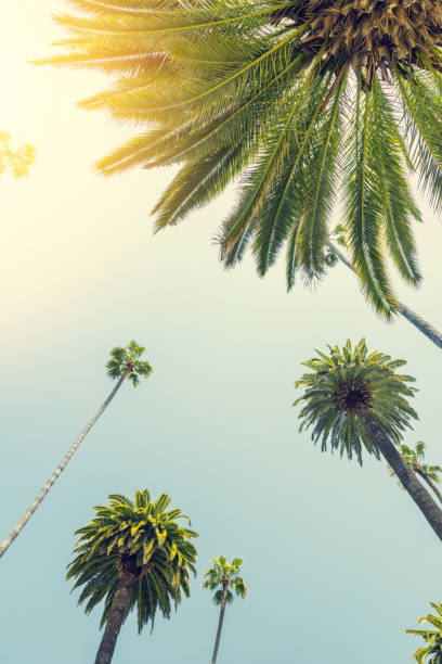 istock A perfect summer day and tall palms 1495040969