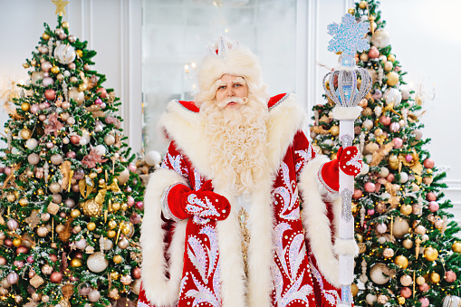 portrait of a Father Frost in a red traditional costume in the room with christmas trees. traditional family celebration. congratulations and concert for children. carnival. Father Christmas. Russia.