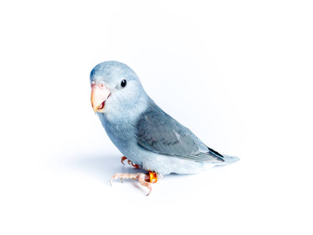 istock Forpus parrot on the white background 1495042731