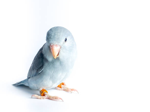 istock Forpus parrot on the white background 1495042737