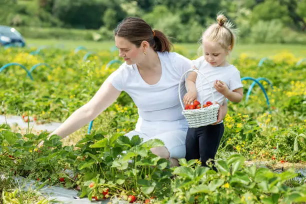 Mother and little kid picking strawberry on self-picking farm. Harvesting concept. Pick-Your-Own farm. Healthy and environmentally friendly crop.