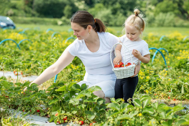 matka i dziecko zbierają truskawki na farmie samodzielnego zbierania. koncepcja zbioru. pick-your-own farm - mother superior zdjęcia i obrazy z banku zdjęć