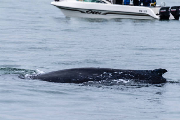 istock Whale surfacing in Walvis Bay 1495044099