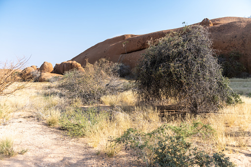 A relatively green desert landscape near Spitzkoppe, a famous landmark in Namibia.