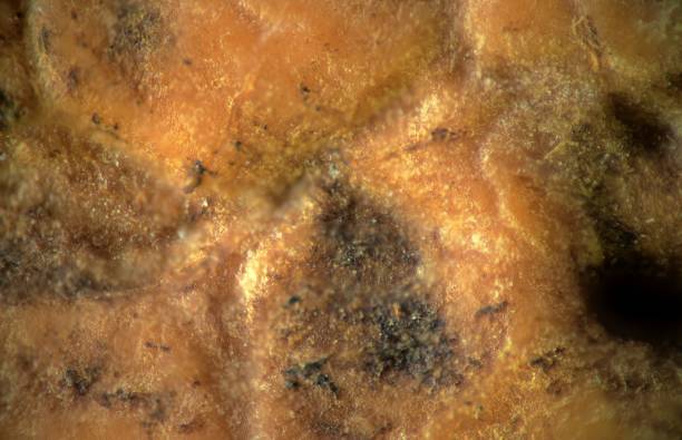 istock Macro shot of a walnut texture. 1495045609