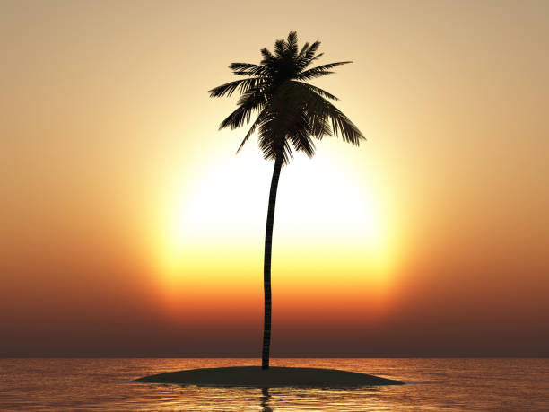 istock Island with palm tree in the open sea at sunset 1495045983
