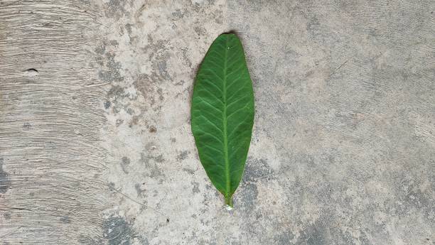 istock Leaves are the main site for photosynthesis 1495047290