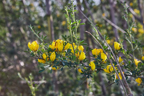 istock Blooming wild flowers on background of green grass, spring 1495047370