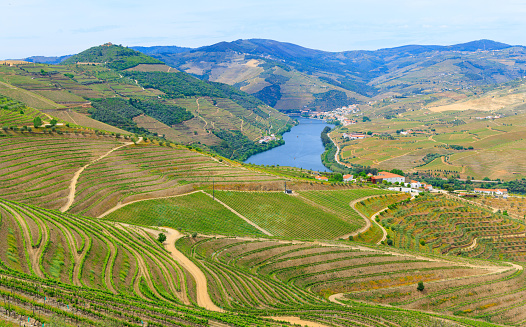 Douro vally, Vineyard terrace in Portugal