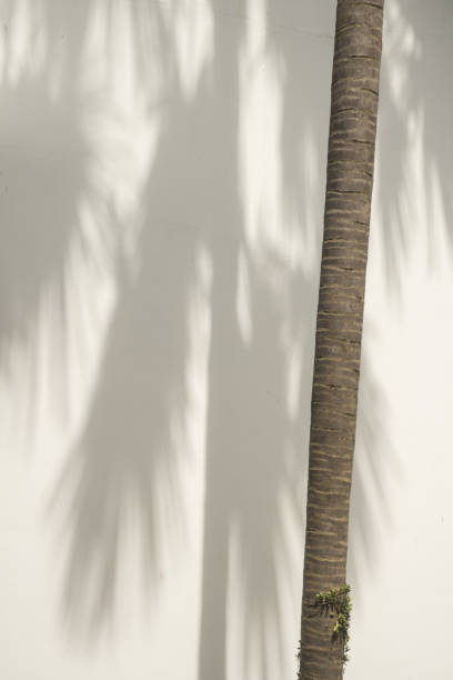 istock Palm tree branch with dark grey shadow on white painted wall in the background 1495051243