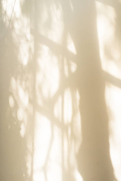 istock Shadow of tree branches casting by sunny light in white painted wall 1495051762