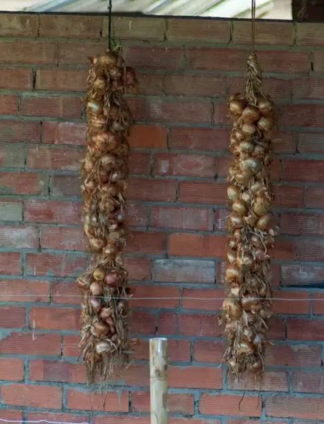 An image of a single large onion hung from hooks attached to a brick wall, with a fence top visible in the background