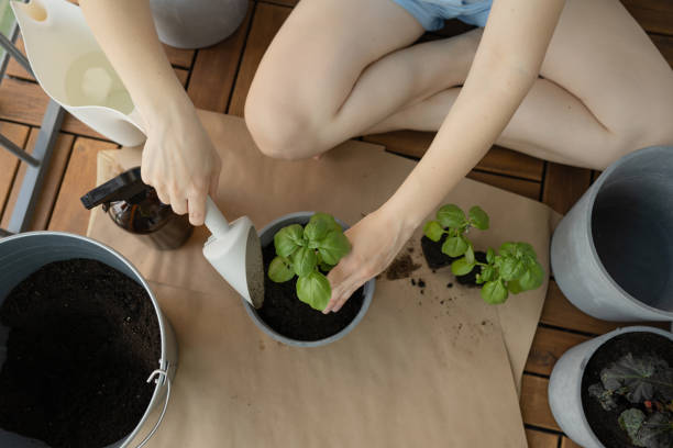 istock Unrecognizable woman transplants seedlings into a pot 1495053112