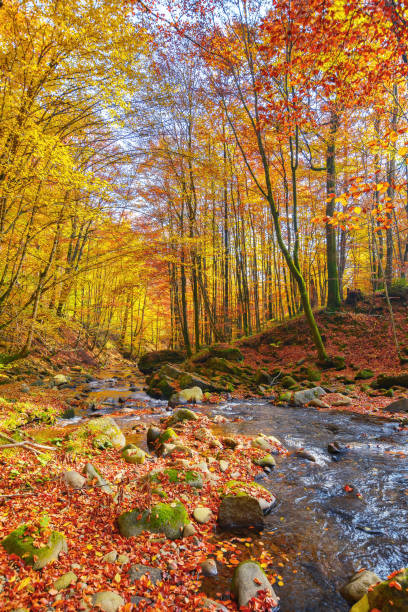 istock calm mountain river in the forest 1495055427