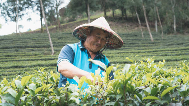 istock tea plantation daily 1495055685