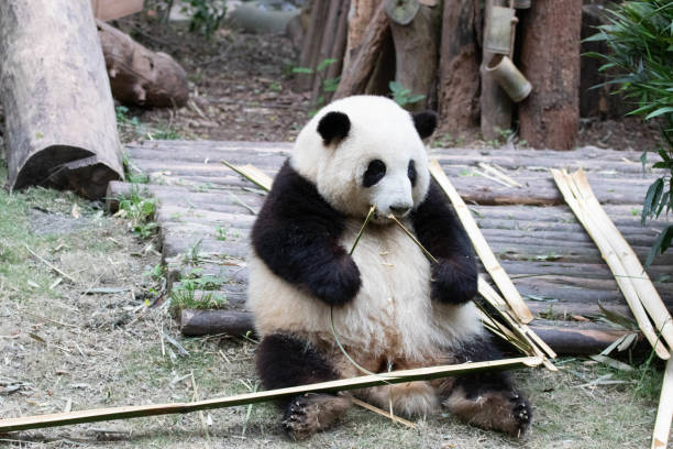 istock Cute Fluffy Panda, He Hua , in Chengdu Panda Base, China 1495055723
