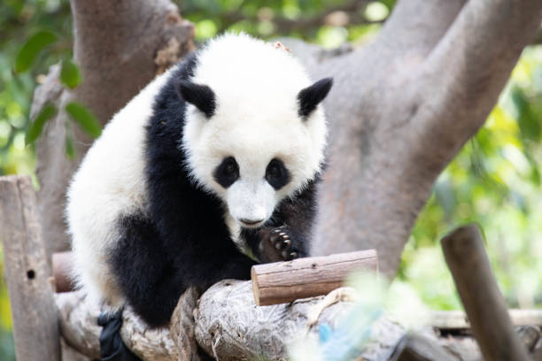 istock Cute fluffy panda, Chengdu Panda Base, China 1495055747