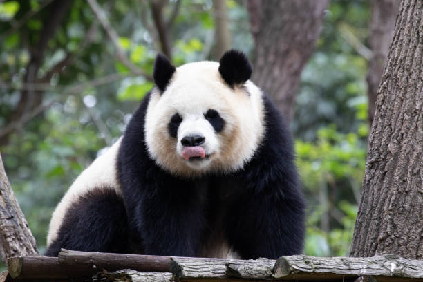 istock Female Panda in Chengdu Panda Base, Yuan Run 1495055774