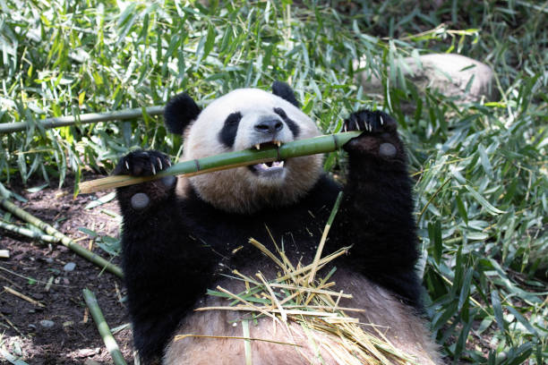 istock Female Panda in Chengdu Panda Base, Mei Lan aka Rou Rou 1495055794
