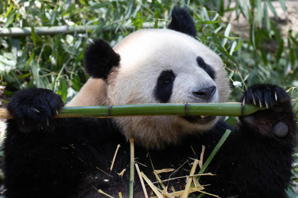 istock Female Panda in Chengdu Panda Base, Mei Lan aka Rou Rou 1495055801