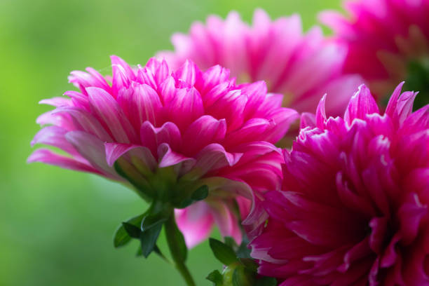 Beauty of nature, pattern of petals and beautiful color of Pink Dahlia