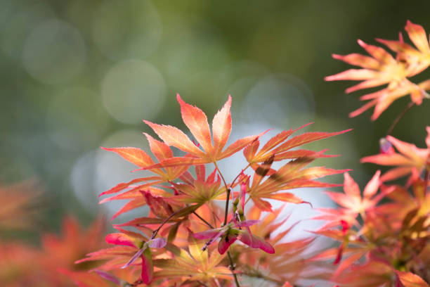 istock Red leaves of Japanese Maple 1495056472