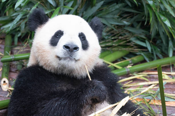 istock Cute fluffy panda, Chengdu Panda Base, China 1495056498