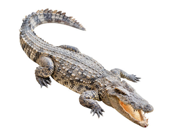 istock Siamese crocodile isolated on white background with clipping path 1495056885
