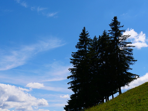 Slope and verticality of trees, Megève