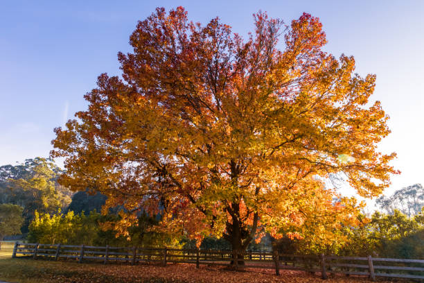 istock Early Morning Autumn Hues 1495057115