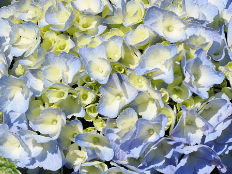 blooming hydrangea