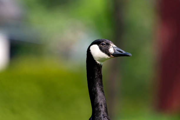 portrait image of a goose from stockholm sweden