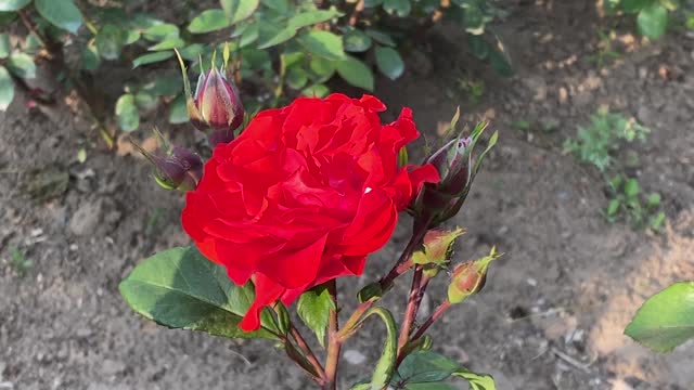Red Rose in full bloom