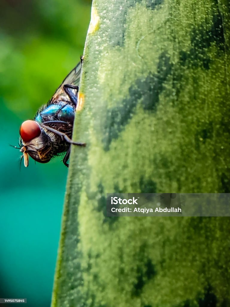 Lalat hijau - Bebas Royalti Alam Foto Stok Lalat hijau - Bebas Royalti Alam Foto Stok