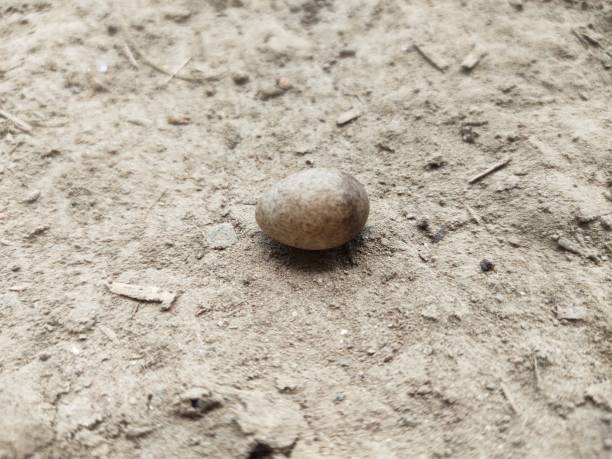 istock View of the little blackbird's egg 1495075986