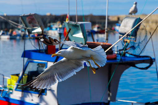 beautiful seagull flying over fishing boat